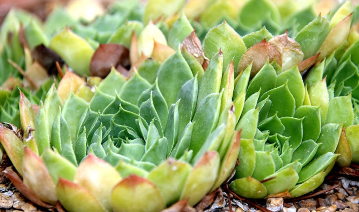 Sempervivum tectorum (L., 1753)