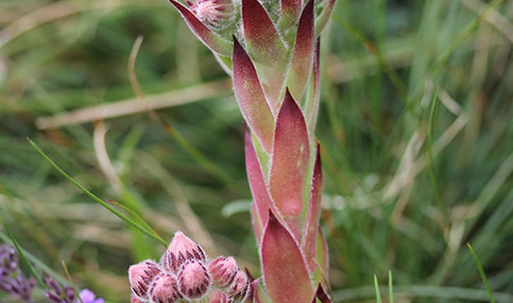 Sempervivum tectorum (L., 1753)