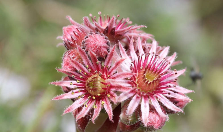 Sempervivum tectorum (L., 1753)