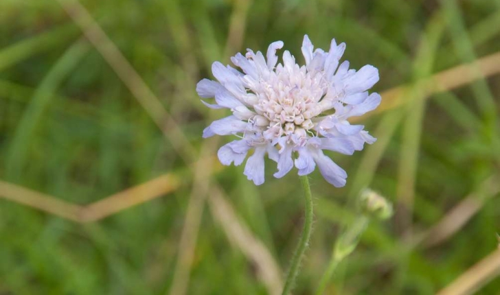 Knautia, Scabiosa, Cephalaria, Centaurea (Linné, 1823)