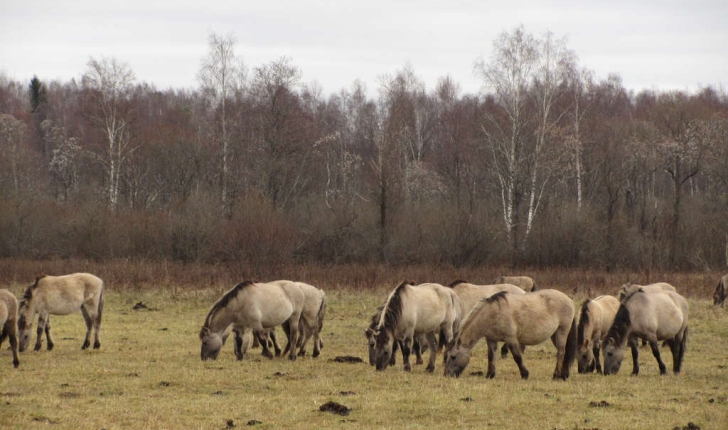 Equus caballus (Linnaeus, 1758)