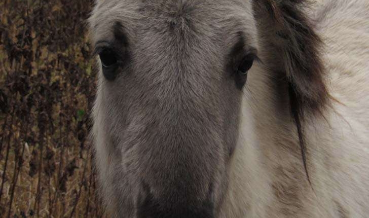 Equus caballus (Linnaeus, 1758)