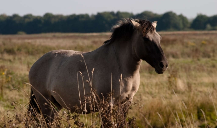 Equus caballus (Linnaeus, 1758)