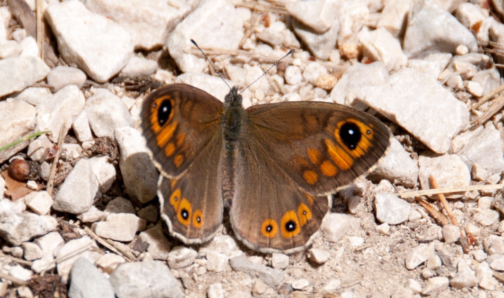 Lasiommata maera (Linnaeus, 1758)
