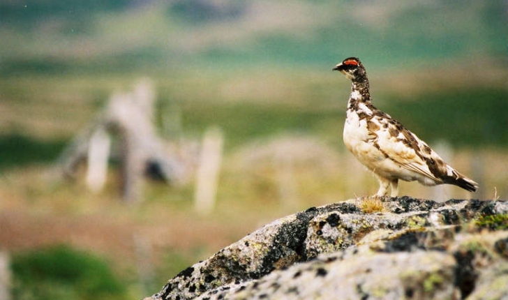 Lagopus muta (Montin, 1776)