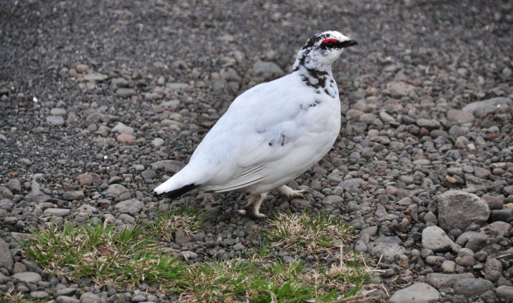 Lagopus muta (Montin, 1776)