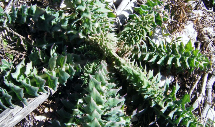 Sonchus asper subsp. glaucescens (Jord.) P.W.Ball 