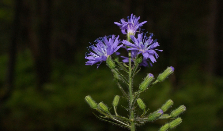 Lactuca alpina (Benth. & Hook.f., 1876)