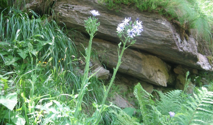 Lactuca plumieri (L.) Gren. & Godr.