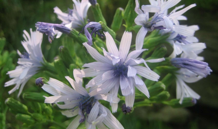 Lactuca plumieri (L.) Gren. & Godr.