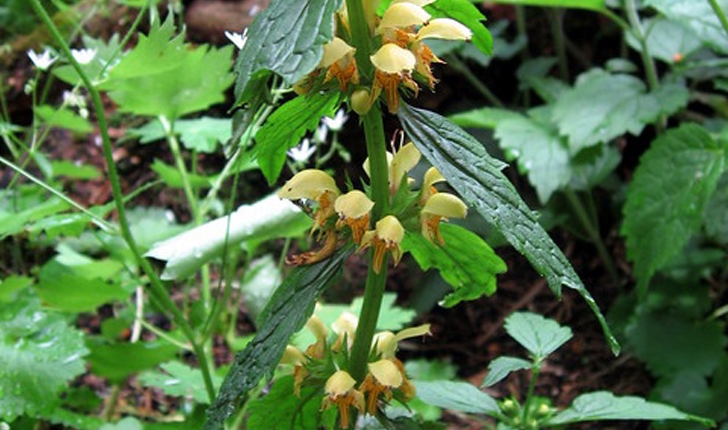 Lamium galeobdolon