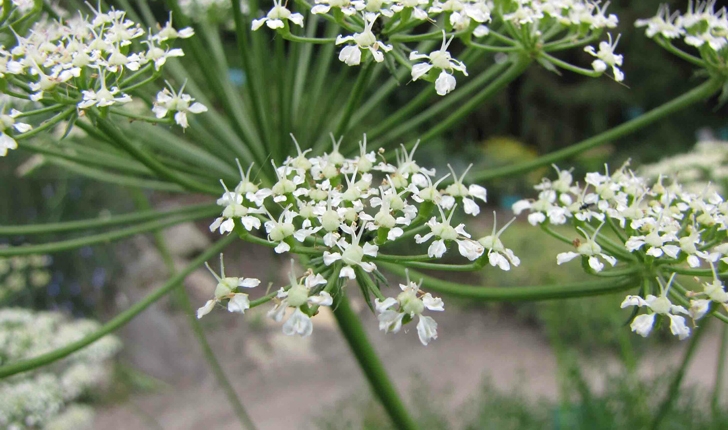 Laserpitium gallicum