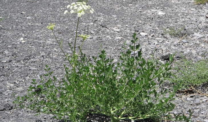 Laserpitium gallicum
