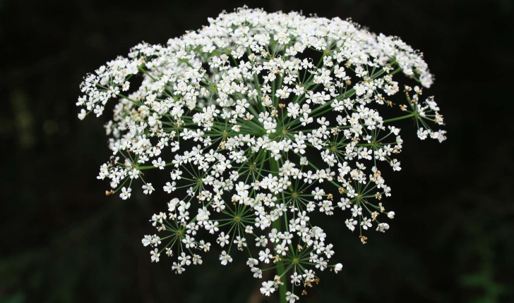Laserpitium latifolium (L., 1753)