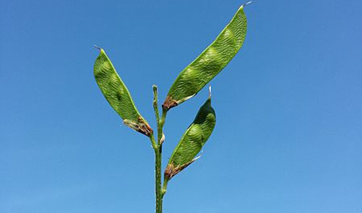 Lathyrus pratensis