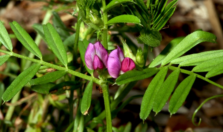 Lathyrus linifolius (Bässler, 1971)