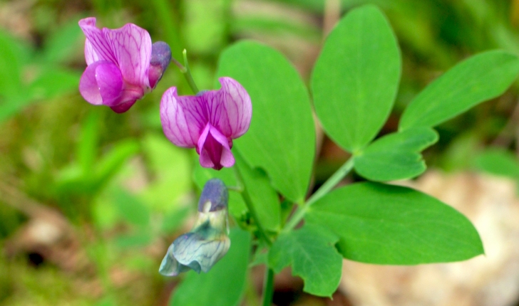 Lathyrus linifolius (Bässler, 1971)