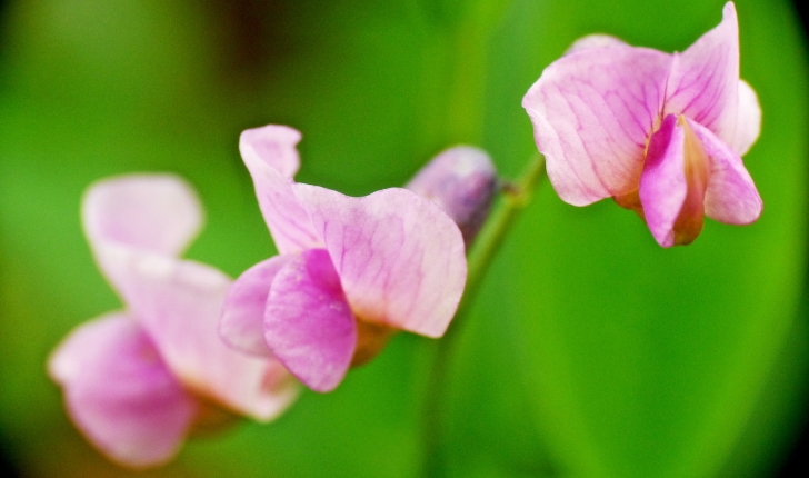 Lathyrus linifolius (Bässler, 1971)