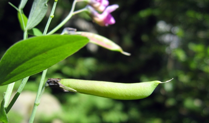 Lathyrus linifolius (Bässler, 1971)