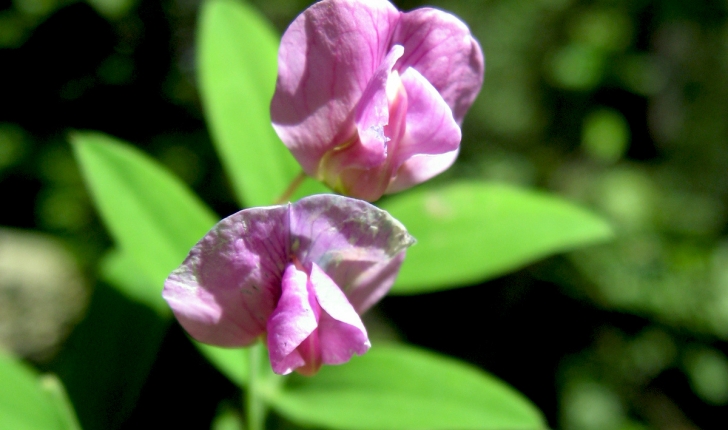 Lathyrus linifolius (Bässler, 1971)