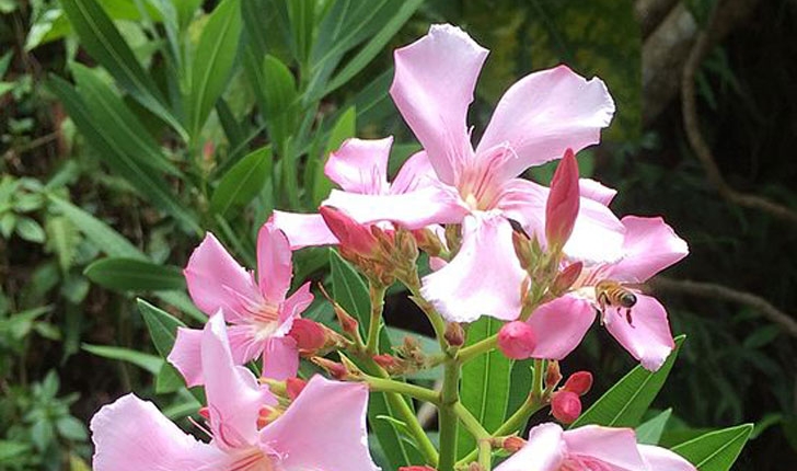 Nerium oleander