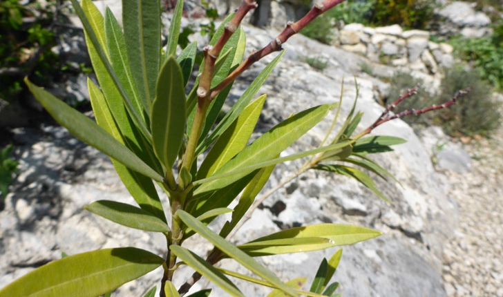 Nerium oleander