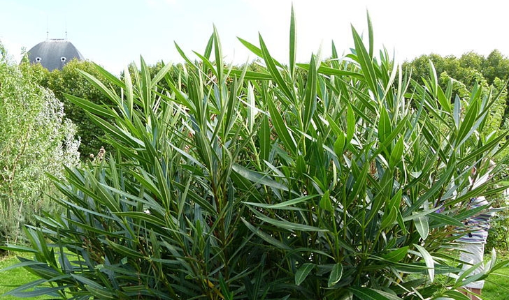 Nerium oleander