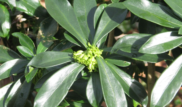 Daphne laureola (L., 1753)