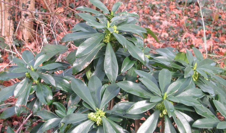 Daphne laureola (L., 1753)