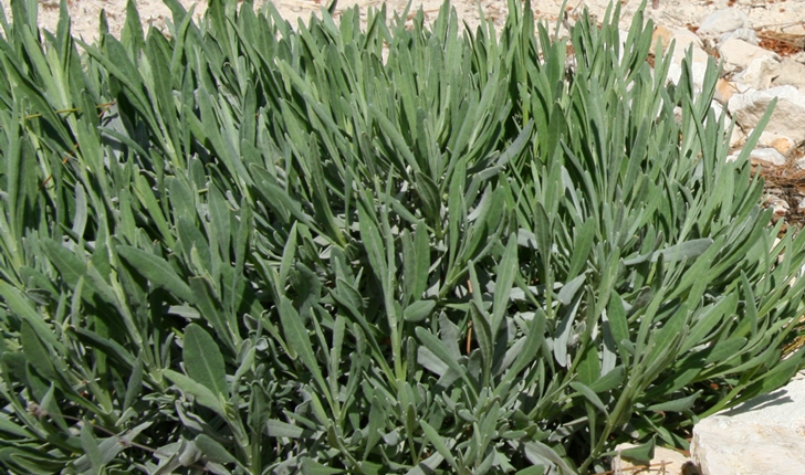 Lavandula latifolia