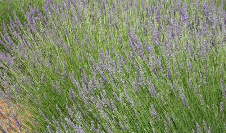 Lavandula latifolia