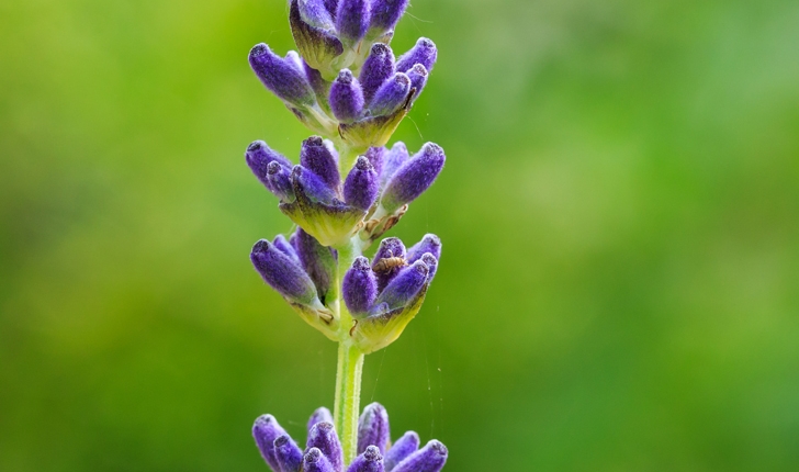 Lavandula latifolia