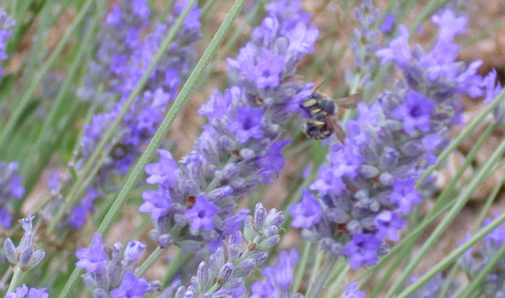 Lavandula latifolia