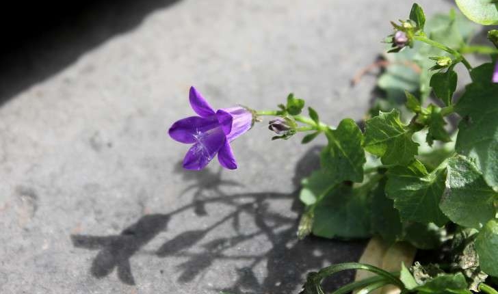 Campanula portenschlagiana (Roem. & Schult., 1819)