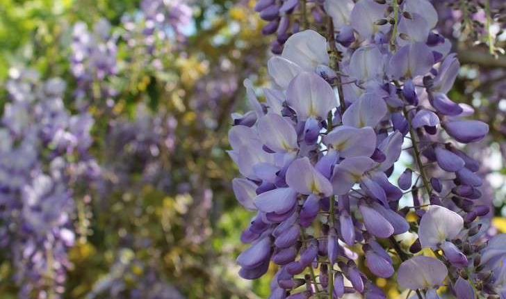 Wisteria sinensis (Sims) Sweet, 1826