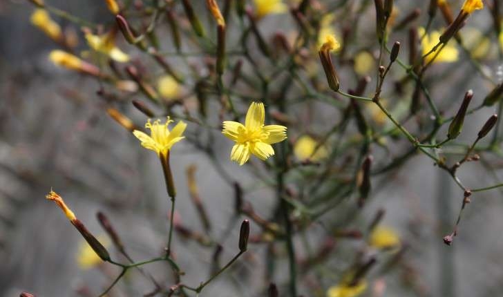 Lactuca muralis ((L.) Gaertn., 1791)
