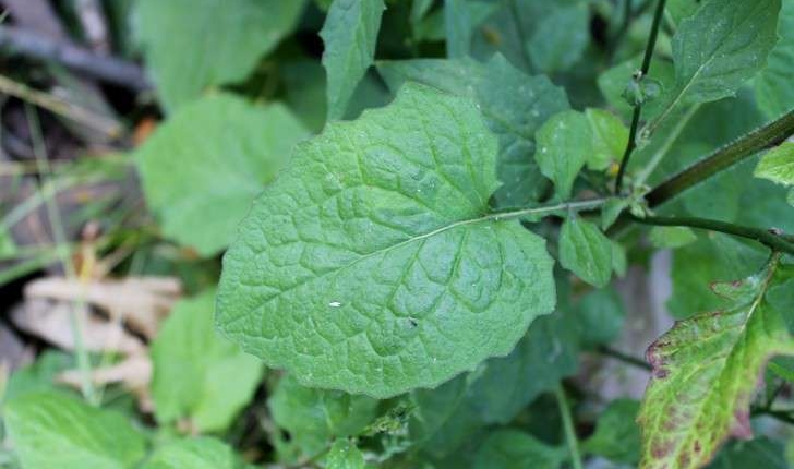 Lapsana communis (L., 1753)