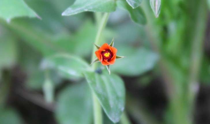 Lysimachia arvensis (L.) U.Manns & Anderb., 2009