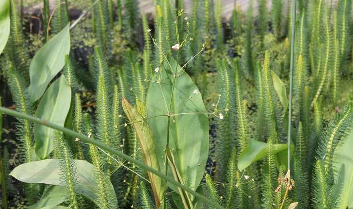 Alisma plantago-aquatica (L., 1753)