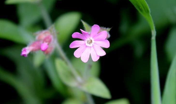 Silene dioica (L.) Clairv., 1811