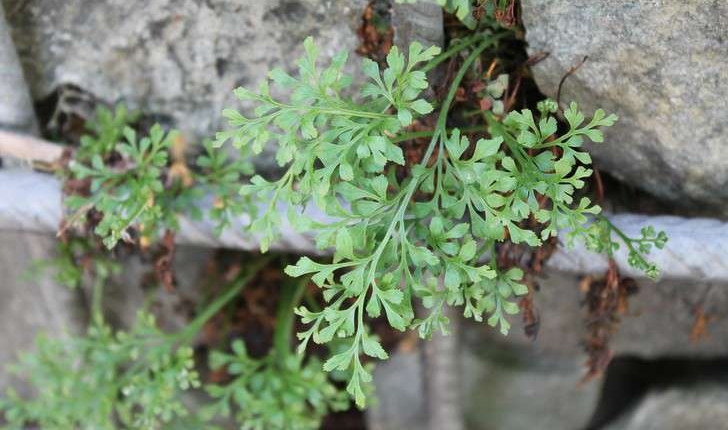 Asplenium ruta-muraria (L., 1753)