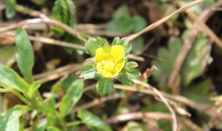 Potentilla indica (Andrews)Th.Wolf, 1904