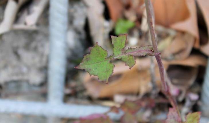 Lactuca muralis ((L.) Gaertn., 1791)