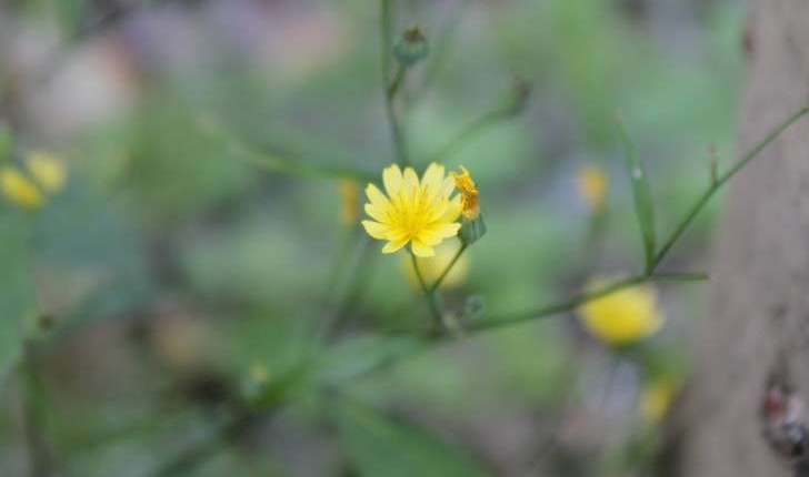 Lapsana communis (L., 1753)