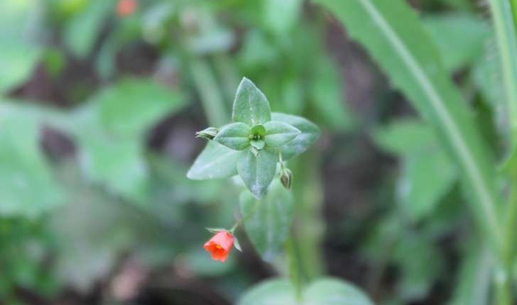 Lysimachia arvensis (L.) U.Manns & Anderb., 2009