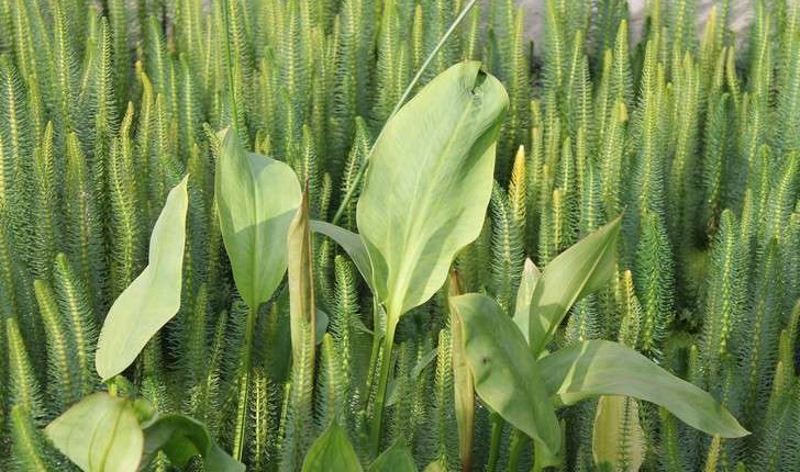 Alisma plantago-aquatica (L., 1753)