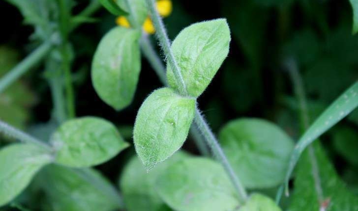 Silene dioica (L.) Clairv., 1811
