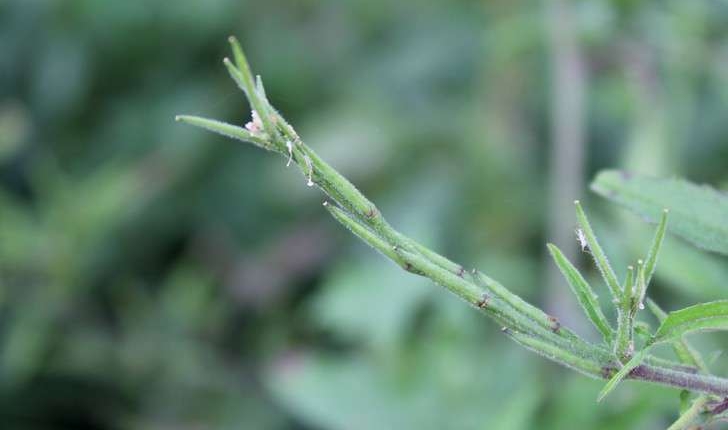 Sisymbrium officinale ((L.) Scop., 1772)
