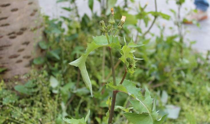 Sonchus oleraceus (L., 1753)