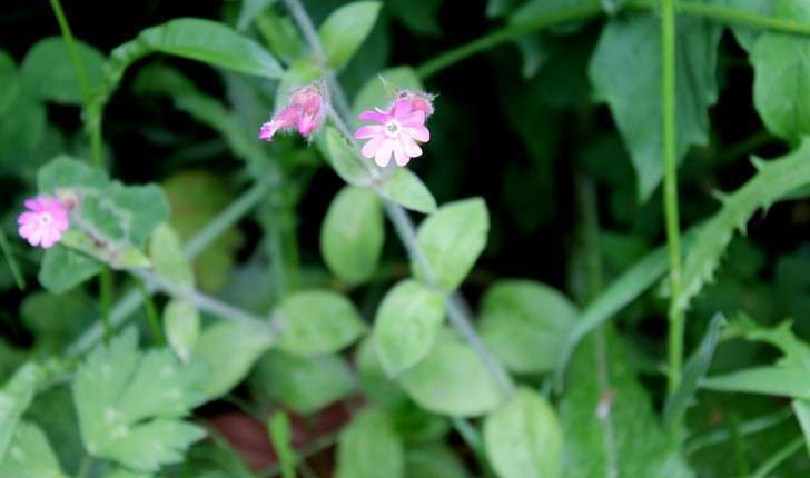 Silene dioica (L.) Clairv., 1811